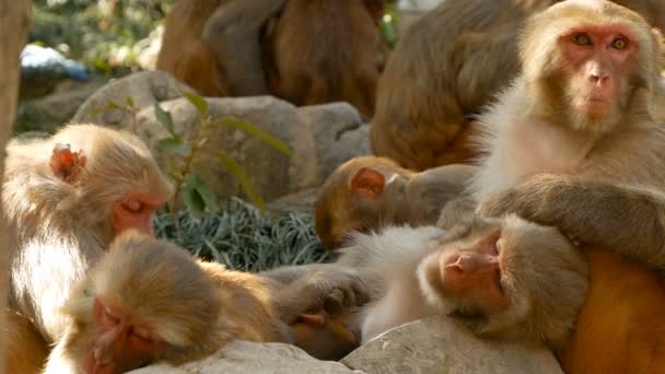 Gruppo di macachi rhesus su rocce. Famiglia di bellissimi macachi pelosi che si riuniscono su rocce nella natura e dormono. Swayambhunath Stupa, Tempio delle Scimmie, a Kathmandu Nepal
. - Filmati, video