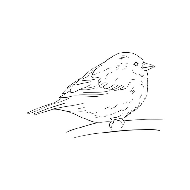 bird at tree branch - Vetor, Imagem