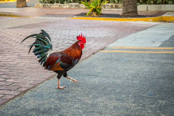 Ένα κοτόπουλο τσιγγάνων σε Κι Ουέστ, Φλόριντα - Φωτογραφία, εικόνα