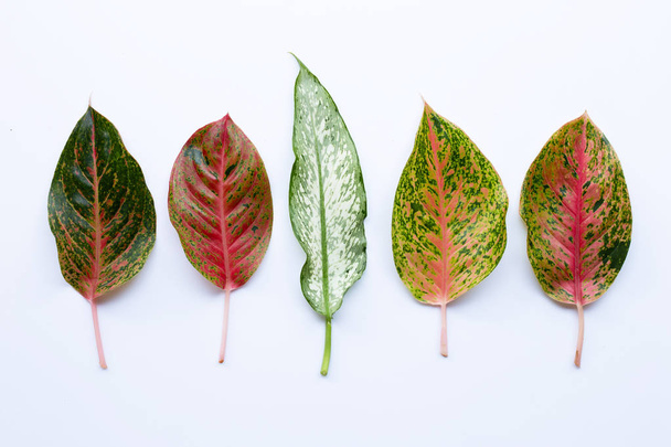 Цветные листья Aglaonema изолированы на белом
 - Фото, изображение