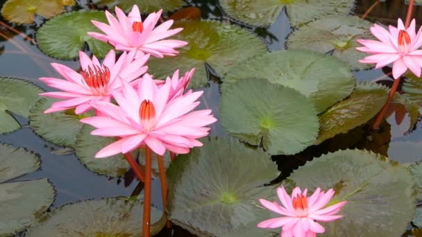 Zwevende waterlelies in vijver. Van boven van groene bladeren met roze waterlelie bloemen zwevend in rustig water. symbool van boeddhistische religie. - Video