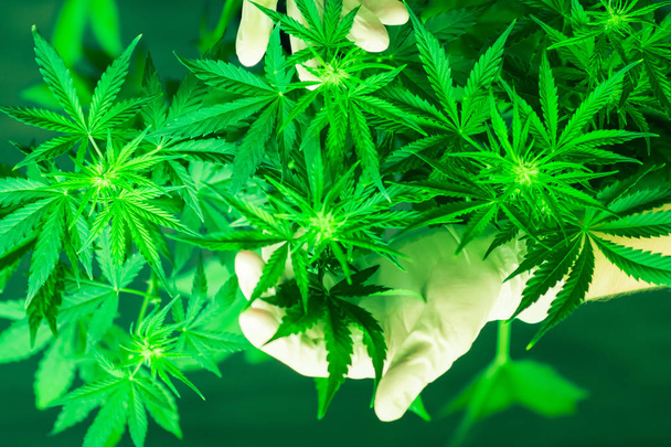 Planting weed. Green background. Growing indoor cultivation. Marihuana plants close up. Top view. Cannabis flowers. Medical cannabis and legalization of marijuana. Marijuana leaves. - Photo, Image