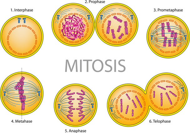 Mitose - Vector, afbeelding