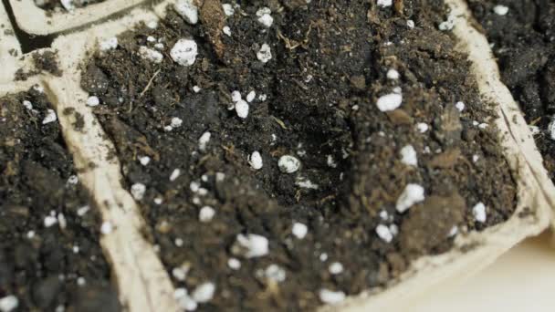 Planten en zaden in kleine potten met een grond drenken. Close-up - Video