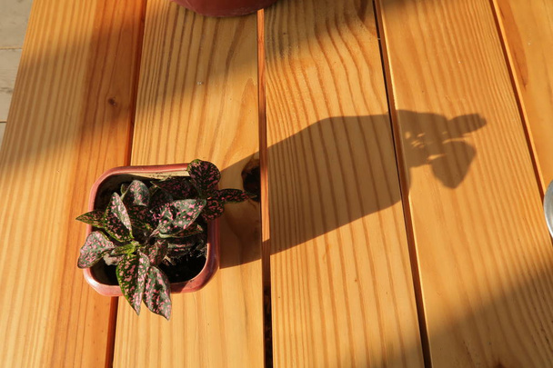 Pequenos vasos de flores e xícara de café nas prateleiras varanda com o mágico da luz do sol pela manhã
 - Foto, Imagem