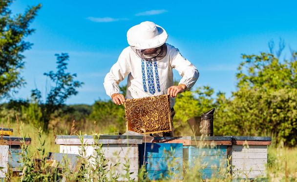 Młody pszczelarz pracujący w pasiece. Koncepcja pszczelarska. Pszczelarz zbierający miód - Zdjęcie, obraz