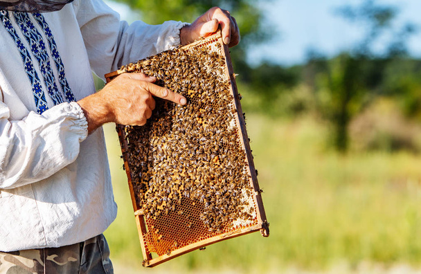 Ręka pszczelarza pracuje z pszczołami i uli na pasiece. Pszczoły na plastrach miodu. Ramy uli pszczół - Zdjęcie, obraz