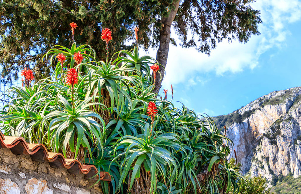 Italia - Paisaje de Capri con aloe arborescens florecientes, o Candelabra Aloe, o planta de la antorcha, es una planta medicinal aprobada y un remedio popular medicina popular
. - Foto, imagen