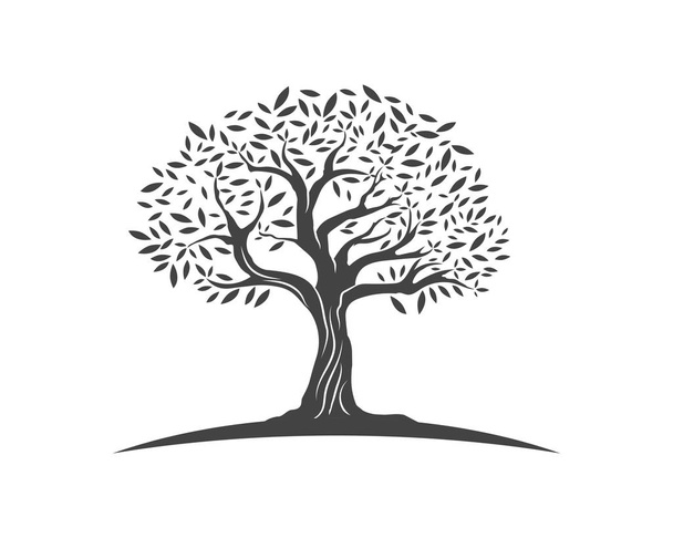 Olive tree vectorillustratie - Vector, afbeelding