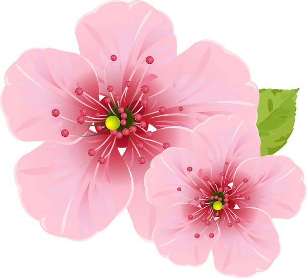 Cherry blossom flowers - Vektor, obrázek