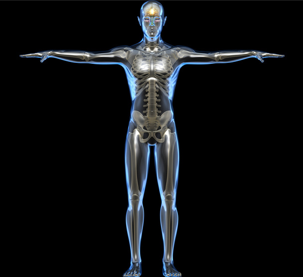 röntgenfoto van een menselijk lichaam en skelet - Foto, afbeelding