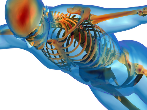 Human body and skeleton - Photo, Image