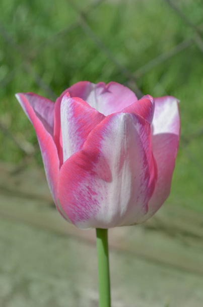 Білий тюльпан з рожевими смугами
 - Фото, зображення