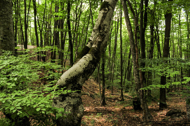 Деревья в лесу. - Фото, изображение