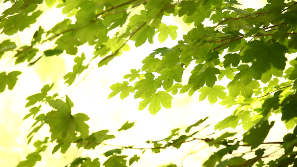 čerstvé zelené listy - Záběry, video