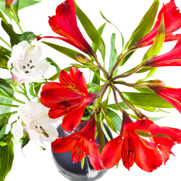 mazzo di fiori di alstremeria rossi e bianchi
 - Foto, immagini