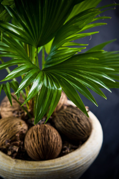 Fan plant in a pot home decoration on dark background - Фото, изображение