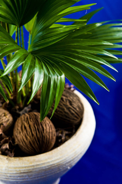 Fan plant in a pot home decoration on blue - Fotó, kép