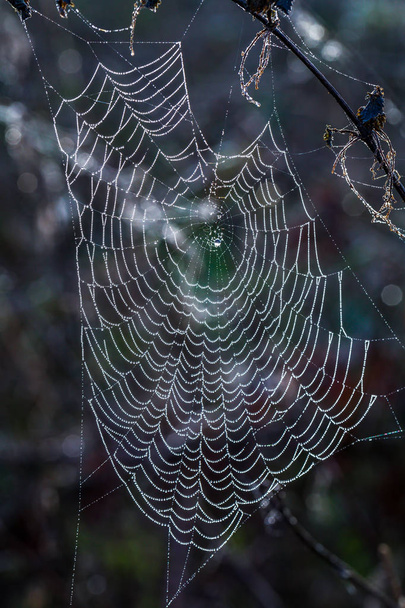 Vesipisarat hämähäkinverkossa - Valokuva, kuva