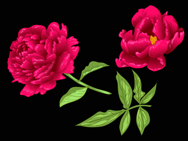 Vektör kırmızı Şakayık botanik çiçek. Kırmızı ve yeşil mürekkep sanat kazınmış. İzole Şakayık illüstrasyon öğesi. - Vektör, Görsel