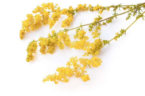 Paja de cama amarilla (Galium Verum) Flores aisladas en blanco Close-U
 - Foto, imagen