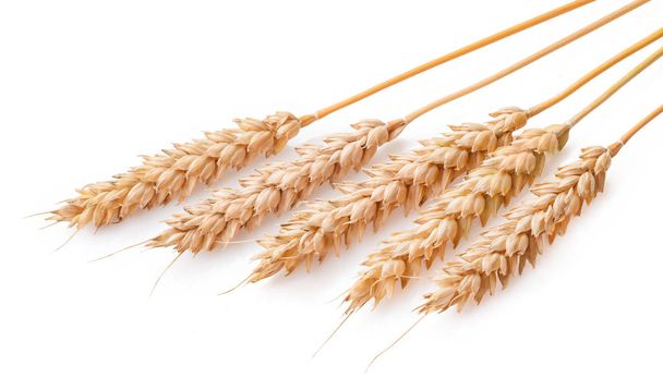 Пшеничные уши изолированы на белом фоне  - Фото, изображение