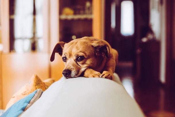 little mongrel dog pet - sensory connection with animals concept - trendy style image - Valokuva, kuva