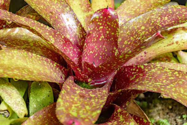 Bromeliad leaves native to the Brazilian Atlantic Forest - Photo, Image