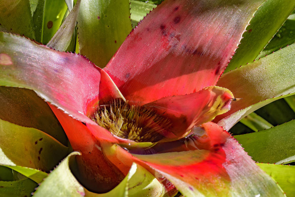 Bromeliad leaves native to the Brazilian Atlantic Forest - Photo, Image