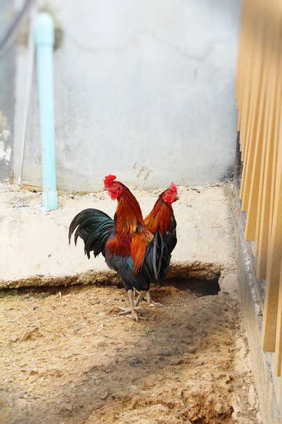 Lucha polla con la naturaleza en el jardín
 - Foto, imagen