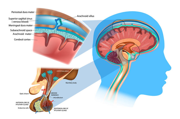 Az agy anatómiája: agyhártya, a Hypothalamus és a hypophysis. Ábra az agy, az agyhártya és a subarachnoidealis tér felső részében - Vektor, kép