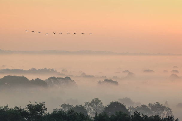 Мигрирующие гуси пролетают над туманным ландшафтом в Ившем Вустершире
 - Фото, изображение