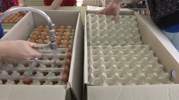 Παραγωγή αυγών σε ένα εργοστάσιο/εργαζόμενοι πακέτο αυγών κοτόπουλου σε προστατευτικά κουτιά - Πλάνα, βίντεο