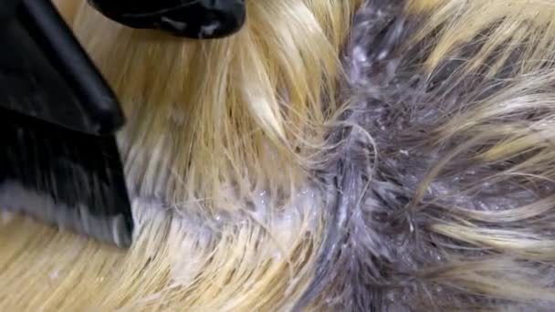 Hairdresser causes the Paint to the Roots of the Model, Close up - Footage, Video