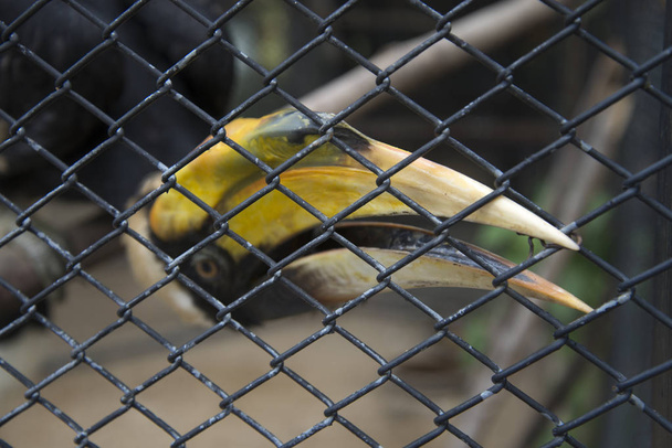 Hornbill allo zoo. Tailandia
 - Foto, immagini