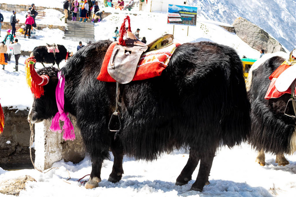 Як, прекрасное животное в Гималаях
 - Фото, изображение
