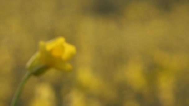 σπέρματα αγριογογγύλης λουλούδια - Πλάνα, βίντεο