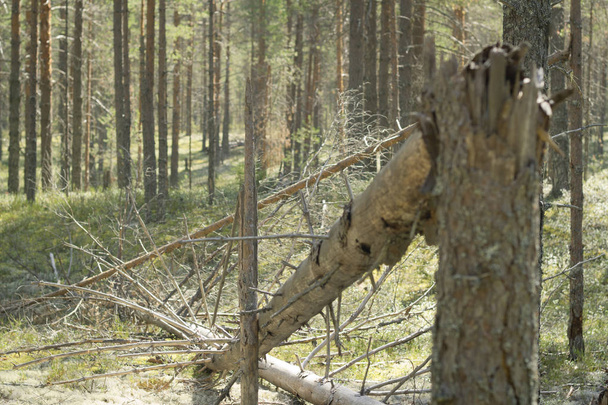 Broken tree trunk in the woods. fallen trees - Фото, изображение