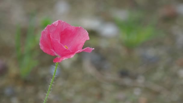 samotny różowy kwiat maku i niewyraźne tło - Materiał filmowy, wideo