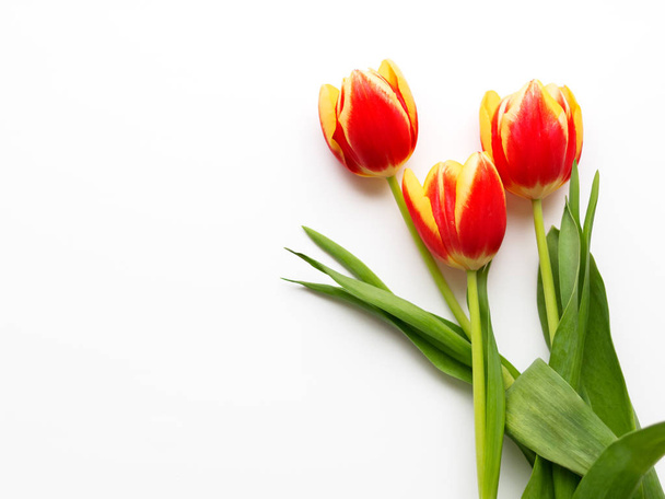 Un mucchio di tilup rossi su sfondo bianco. Tre fiori colorati appena raccolti. Simbolo di primavera e romanticismo
. - Foto, immagini