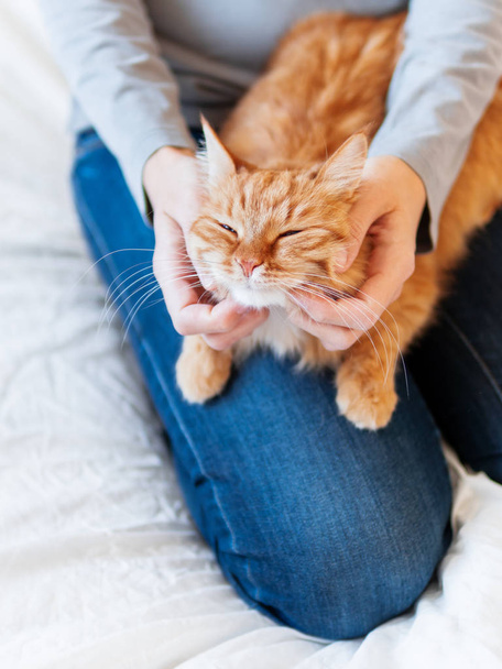Cute ginger cat lies on woman's hands. Fluffy pet comfortably settled to sleep or to play. Cozy morning bedtime at home. - Foto, afbeelding