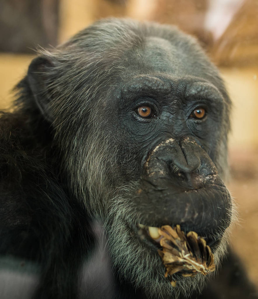 Portrait of african chimpanzee in zoo - Φωτογραφία, εικόνα