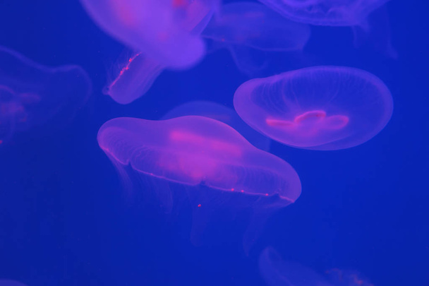 Měsíční medúza Aurelia aurita ve vodě - Fotografie, Obrázek