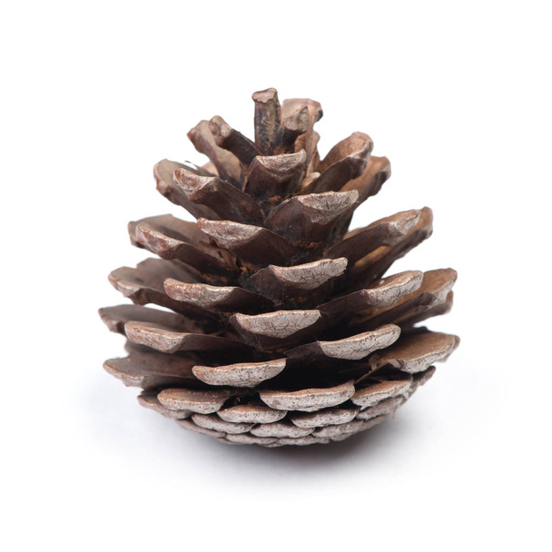 Brown pine cone - Photo, Image