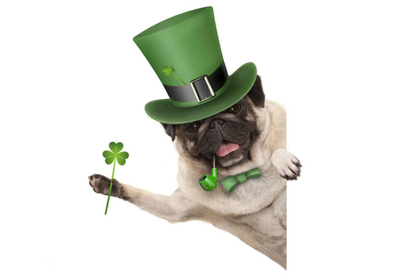 Святой Патрик день щенок щенок щенок в зеленой шляпе лепрекона и трубе, держа клевер трилистник, улыбаясь боком, изолированные на белом фоне
 - Фото, изображение
