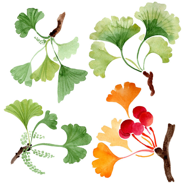 Ginkgo biloba grüne und orange Blätter. Laub pflanzen. Aquarell Hintergrund Set vorhanden. isoliertes Ginkgo-Illustrationselement. - Foto, Bild