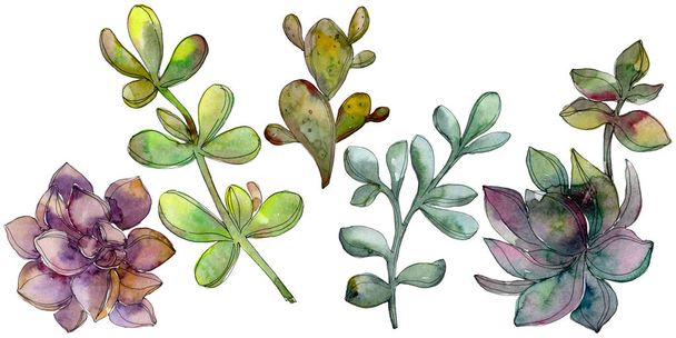 Giungla botanico fiore succulento. Acquerello sfondo illustrazione set. Elemento illustrativo succulento isolato
. - Foto, immagini