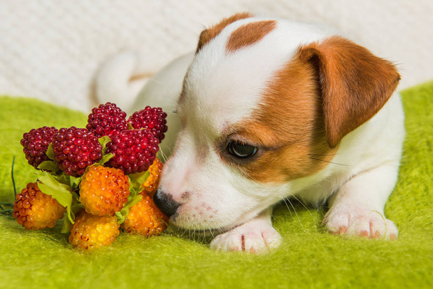 Jack Russell Terrier puppy dog with berries - Φωτογραφία, εικόνα