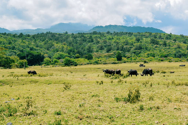A herd of buffalos grazing in the wild, Arusha National Park, Tanzania - Photo, Image
