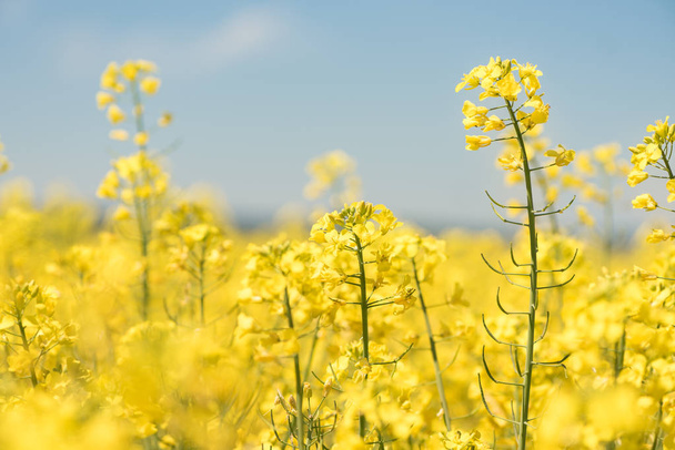 Violación de flores en la primavera de temporada. Campo amarillo
 - Foto, imagen